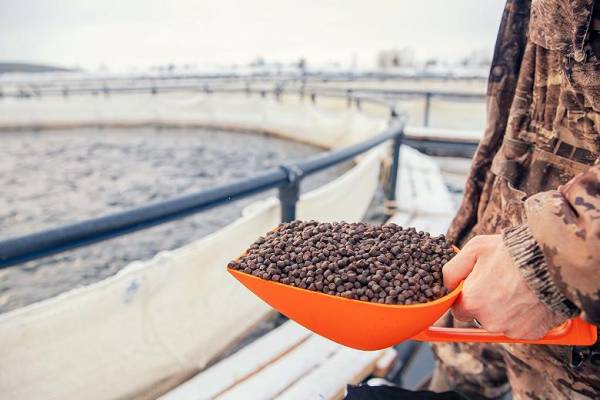 Росрыболовство ведет перечень производителей кормов для аквакультуры